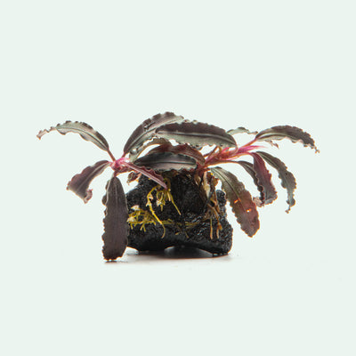 Bucephalandra Godzilla Lava Stone - Glass Aqua