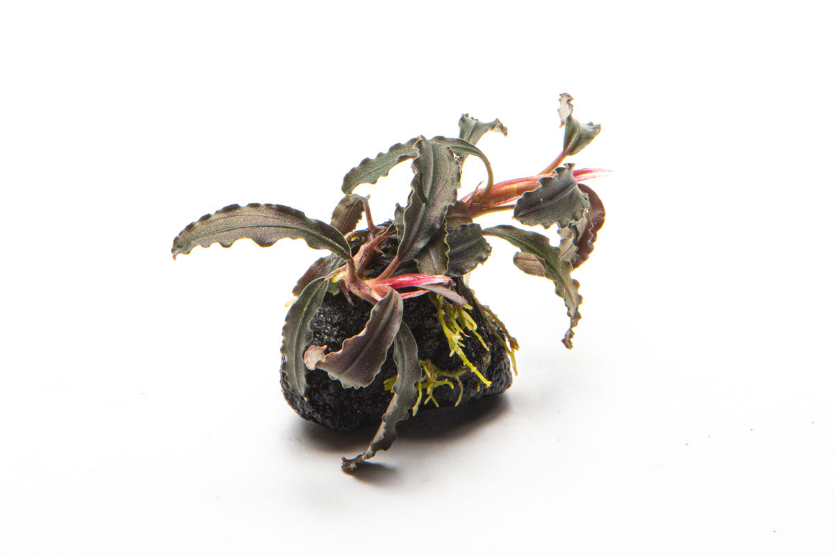 Bucephalandra Godzilla Lava Stone - Glass Aqua