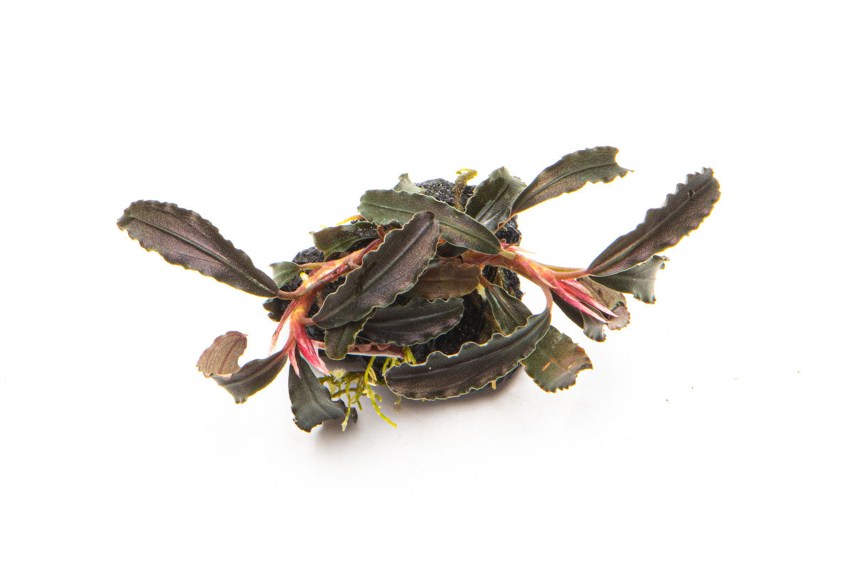 Bucephalandra Godzilla Lava Stone - Glass Aqua