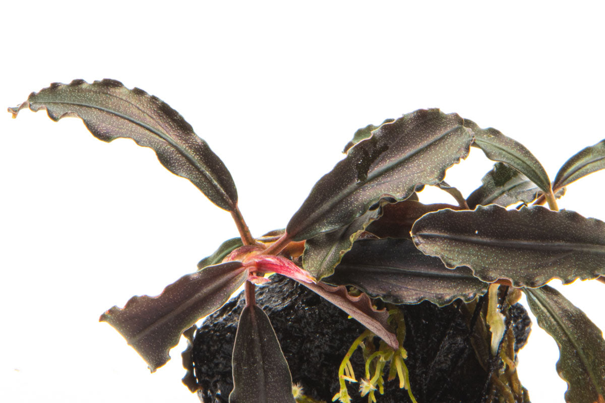 Bucephalandra Godzilla Lava Stone - Glass Aqua