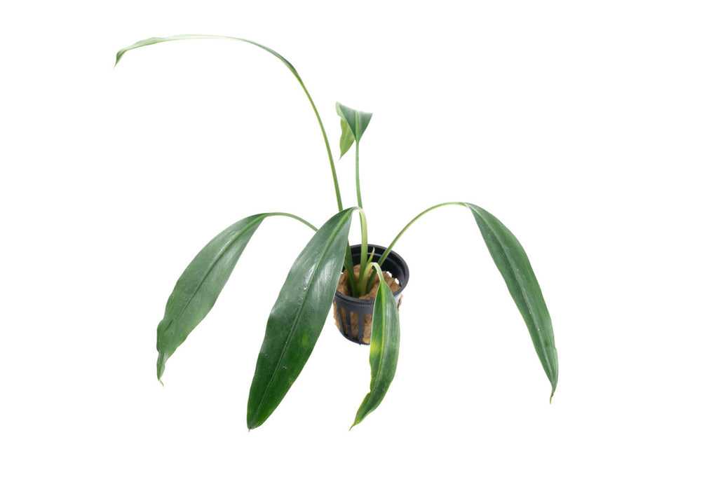 Bucephalandra Goliath Rare Bucephalandra Aquarium Plant
