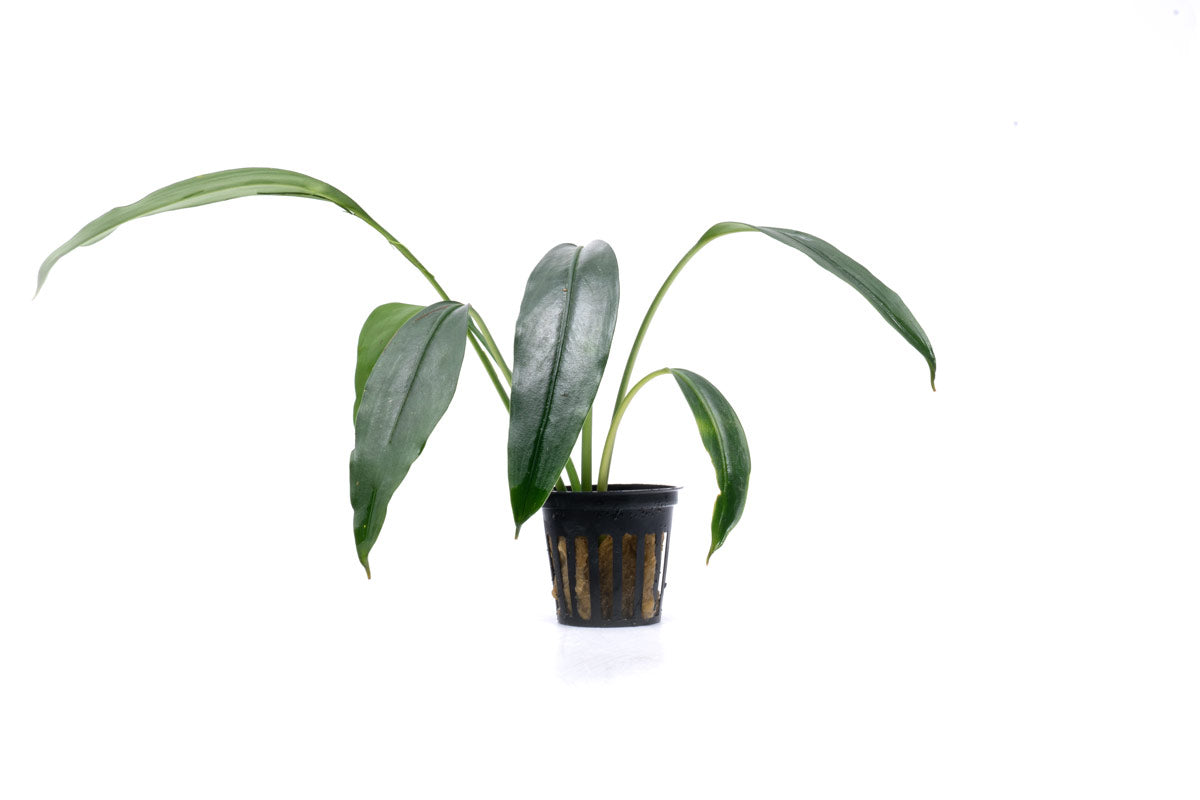 Bucephalandra Goliath Rare Bucephalandra Aquarium Plant