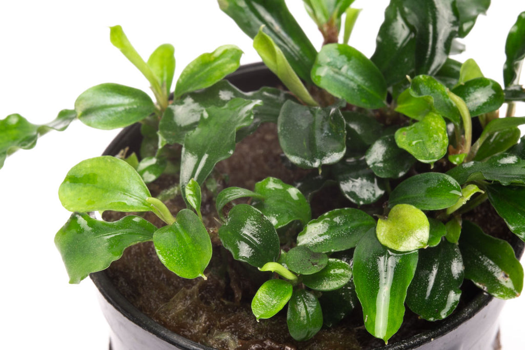 Bucephalandra Green Wavy - Glass Aqua