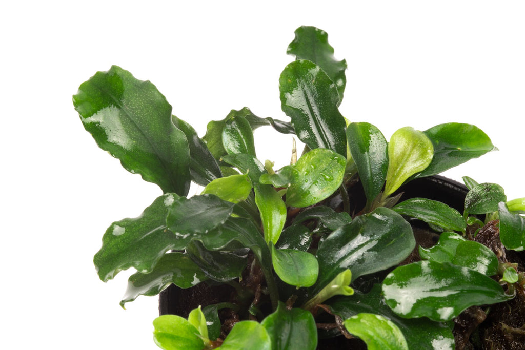 Bucephalandra Green Wavy - Glass Aqua