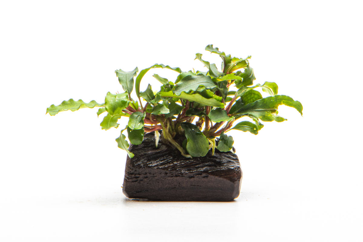 Bucephalandra Buce Green Wavy Easy Aquarium Plant for Planted Tank