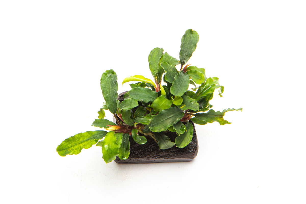 Bucephalandra Buce Green Wavy Easy Aquarium Plant for Planted Tank