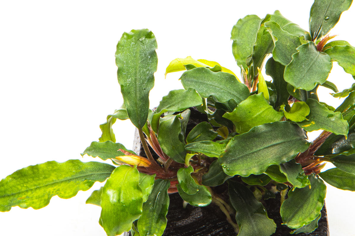 Bucephalandra Buce Green Wavy Easy Aquarium Plant for Planted Tank