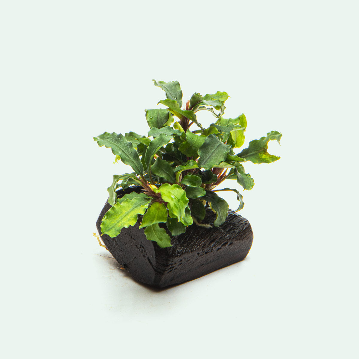 Bucephalandra Buce Green Wavy Easy Aquarium Plant for Planted Tank