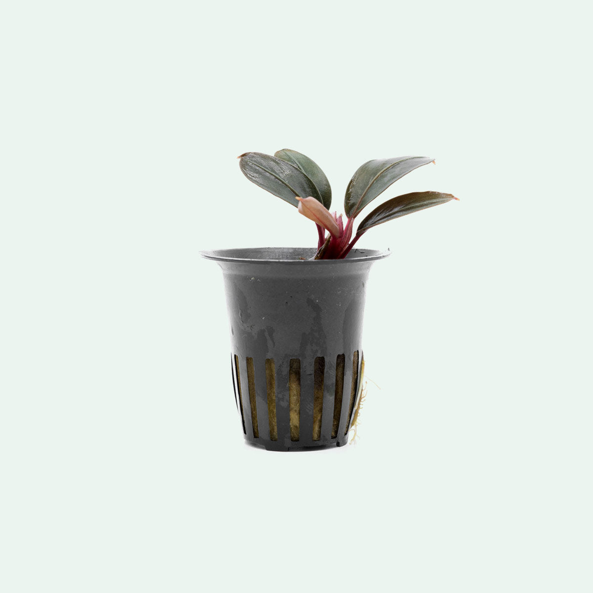 Shop Bucephalandra Thick Brown Aquatic Plants - Glass Aqua