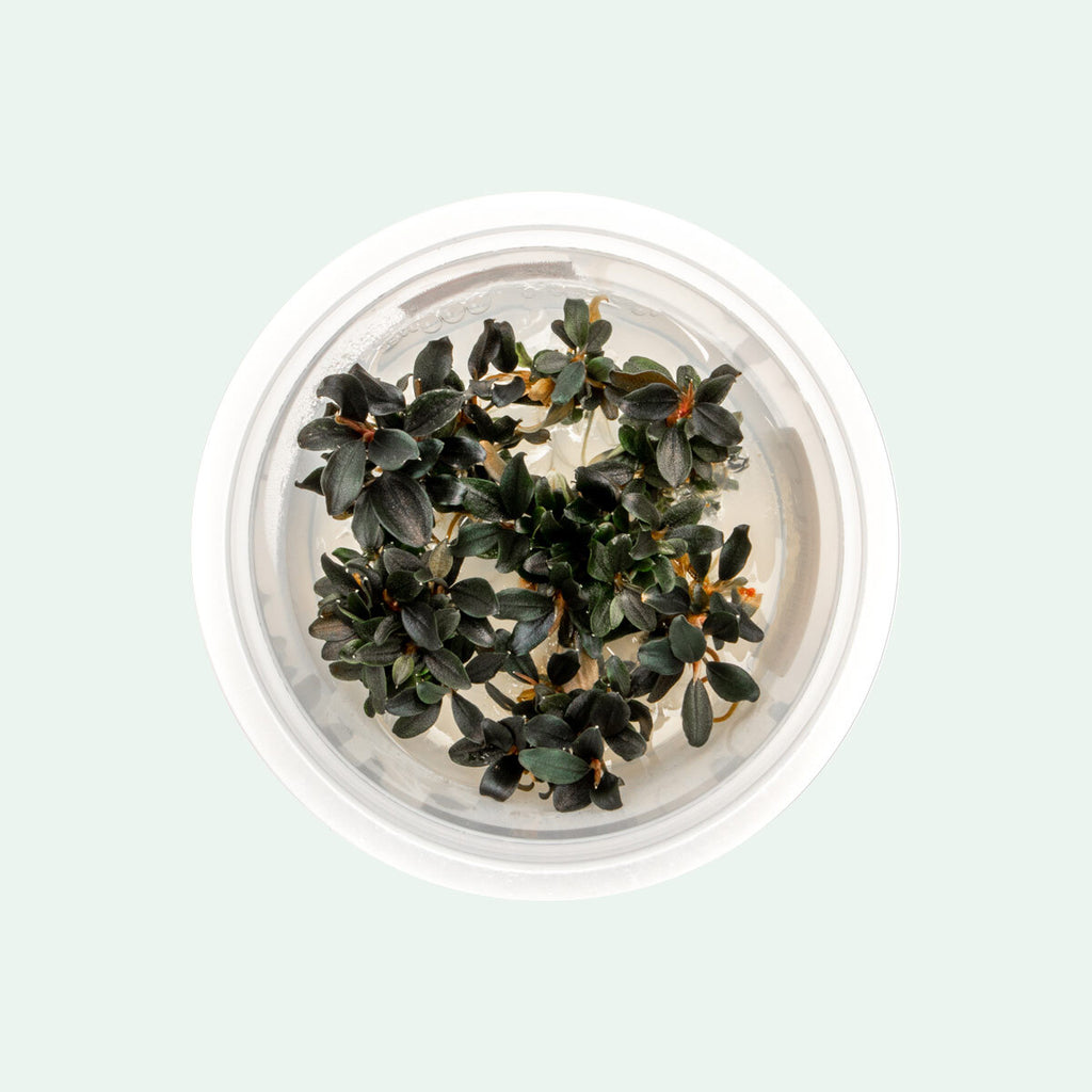 Shop Bucephalandra Kedagang Japan Tissue Culture Aquatic Plants - Glass Aqua