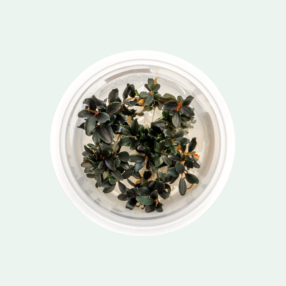 Shop Bucephalandra Kedagang Japan Tissue Culture Aquatic Plants - Glass Aqua