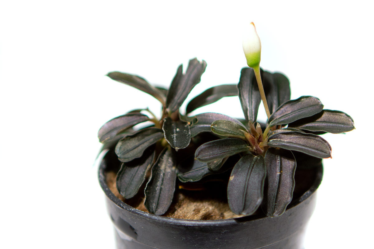 Shop Bucephalandra Kedagang Round Mini Aquatic Plants - Glass Aqua
