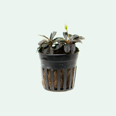 Shop Bucephalandra Kedagang Round Mini Aquatic Plants - Glass Aqua