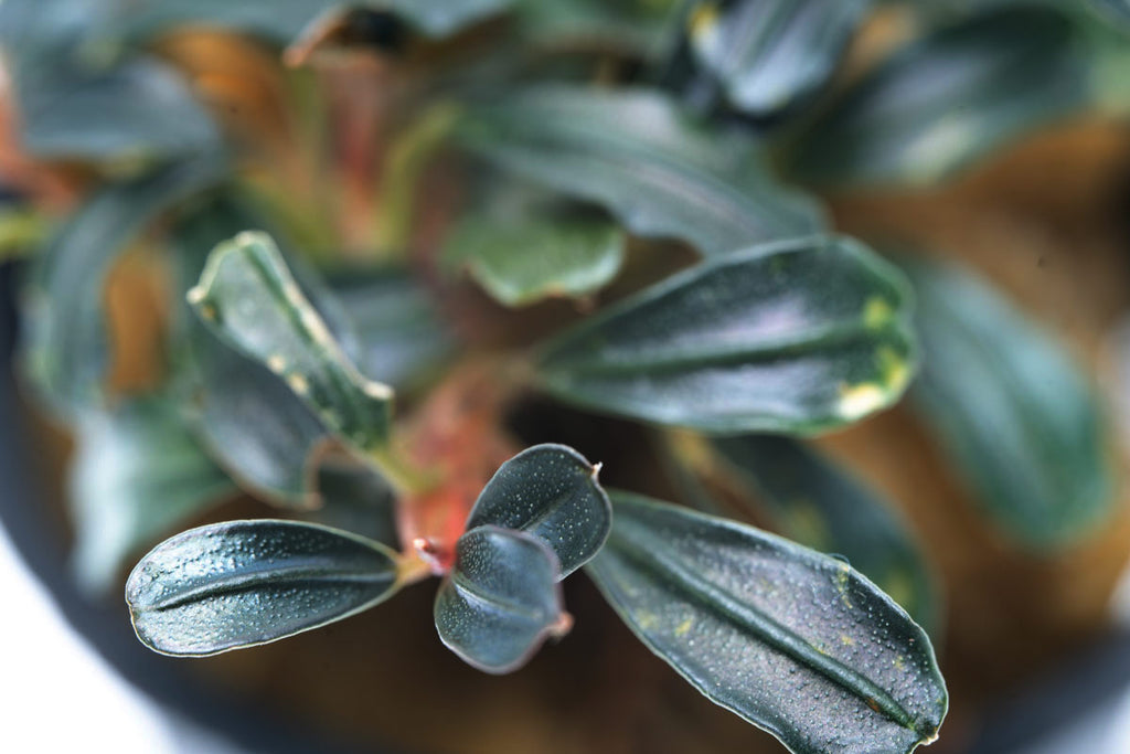 Bucephalandra Lamandau Mini Purple Rare Buce Aquarium Plant