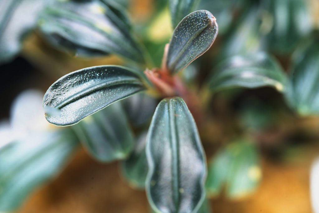 Bucephalandra Lamandau Mini Purple Rare Buce Aquarium Plant