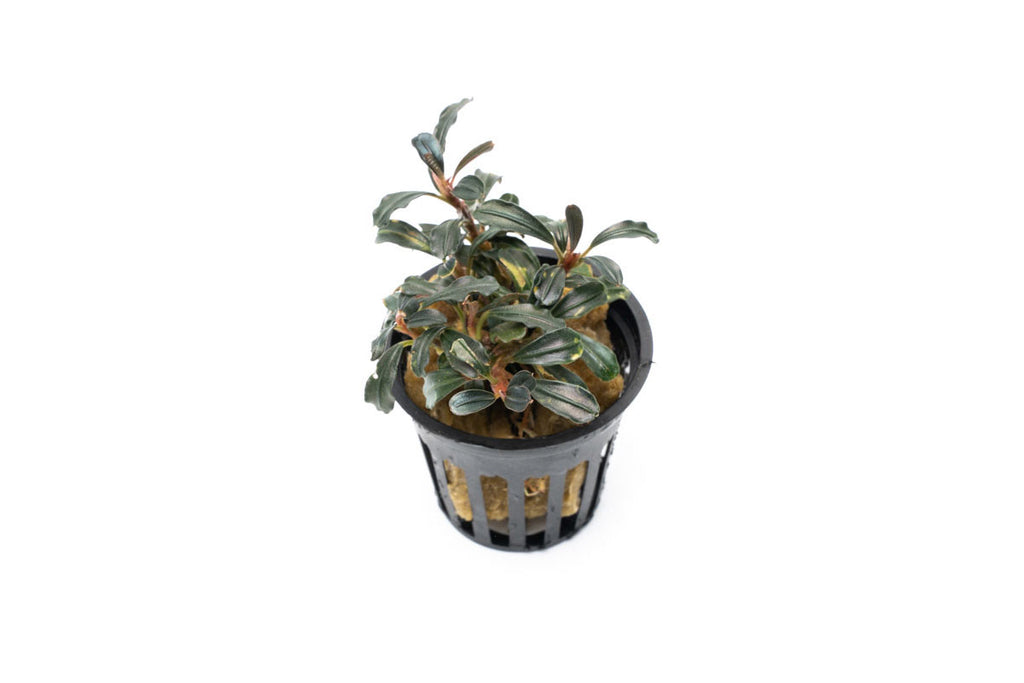 Bucephalandra Lamandau Mini Purple Rare Buce Aquarium Plant