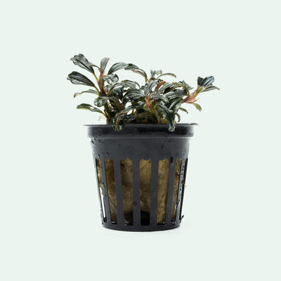 Bucephalandra Lamandau Mini Purple Rare Buce Aquarium Plant