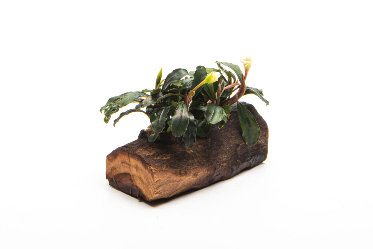 Bucephalandra Mixed Driftwood Aquarium Plant Planted Hardscape