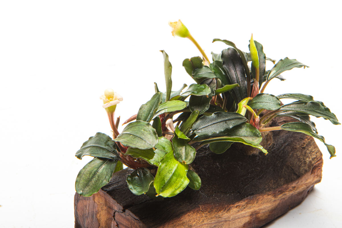 Bucephalandra Mixed Driftwood Aquarium Plant Planted Hardscape