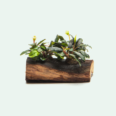 Bucephalandra Mixed Driftwood Aquarium Plant Planted Hardscape