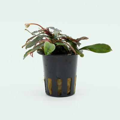 Shop Bucephalandra Paris Aquatic Plants - Glass Aqua