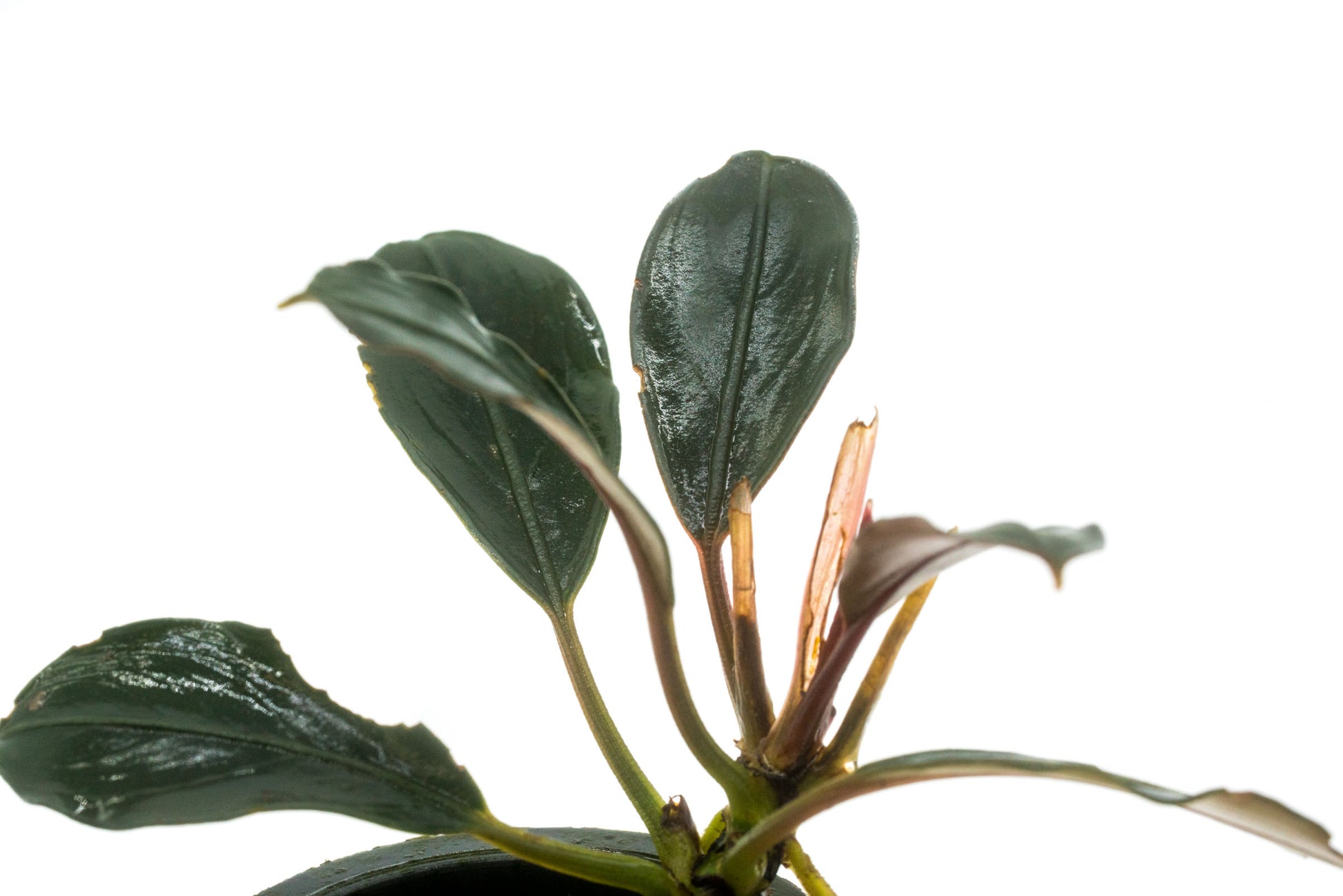 Shop Bucephalandra Pink Lady Aquatic Plants - Glass Aqua