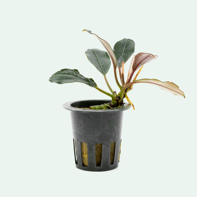 Shop Bucephalandra Pink Lady Aquatic Plants - Glass Aqua