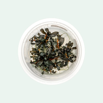 Shop Bucephalandra Red Mini Tissue Culture Aquatic Plants - Glass Aqua