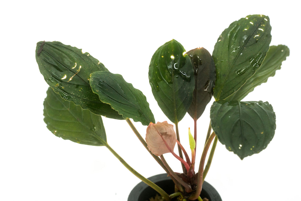Shop Bucephalandra Skeleton King Aquatic Plants - Glass Aqua