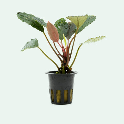 Shop Bucephalandra Skeleton King Aquatic Plants - Glass Aqua