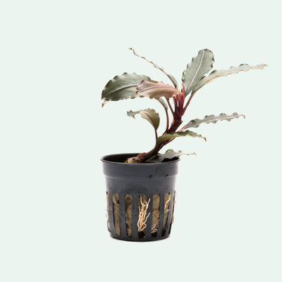 Shop Bucephalandra Theia Red Aquatic Plants - Glass Aqua