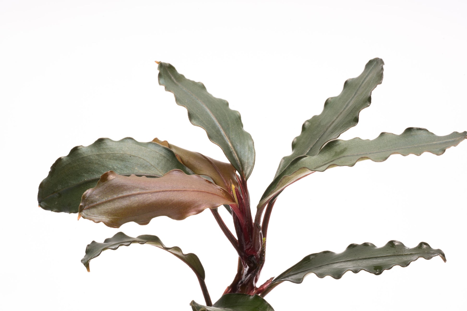 Shop Bucephalandra Theia Red Aquatic Plants - Glass Aqua