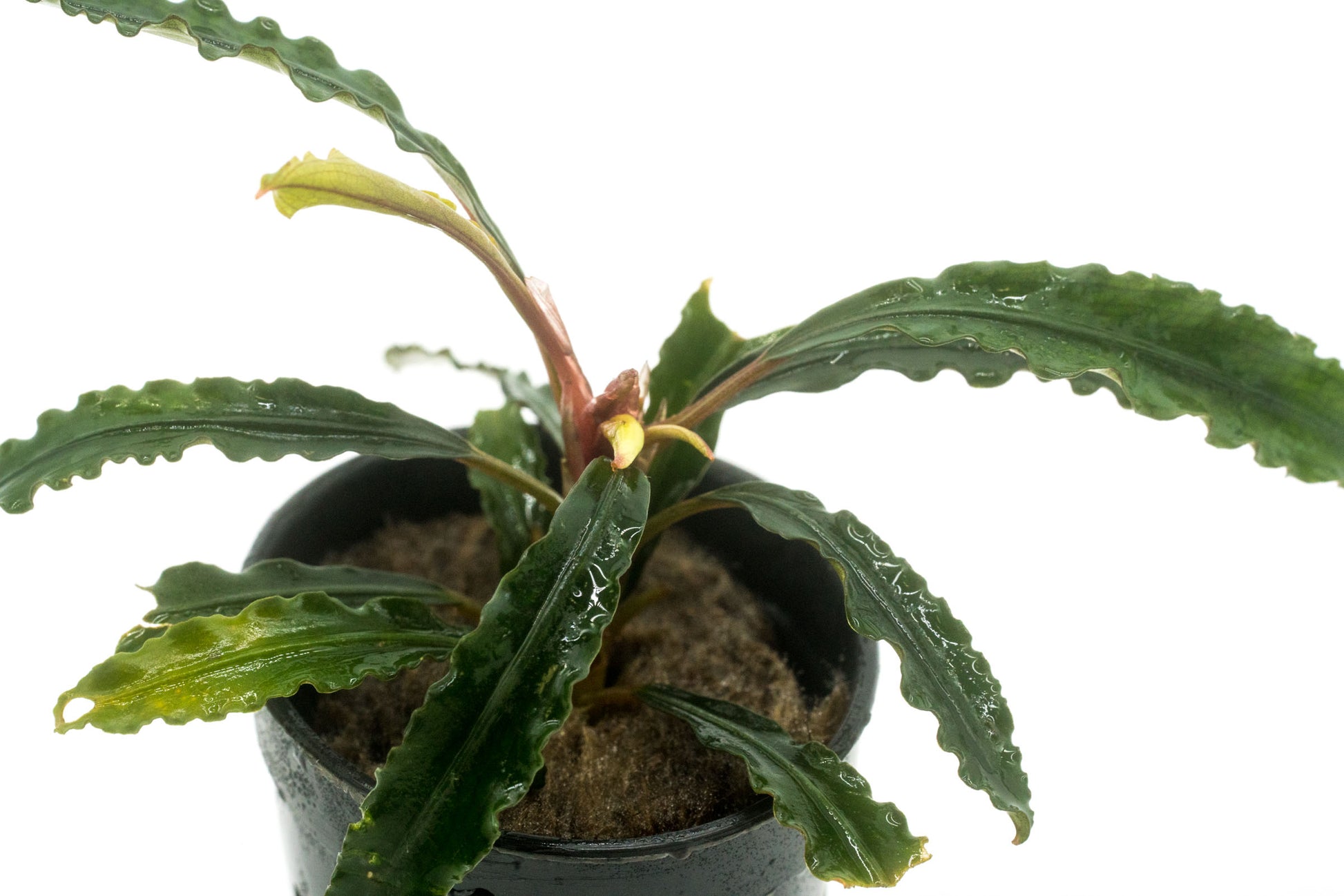 Shop Bucephalandra Theia Aquatic Plants - Glass Aqua