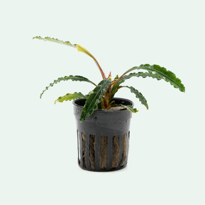 Shop Bucephalandra Theia Aquatic Plants - Glass Aqua