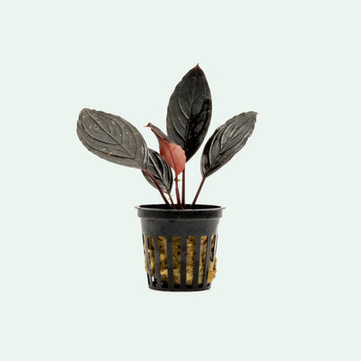 Bucephalandra Dark Skeleton King Buce Kishii Live Aquatic Plant