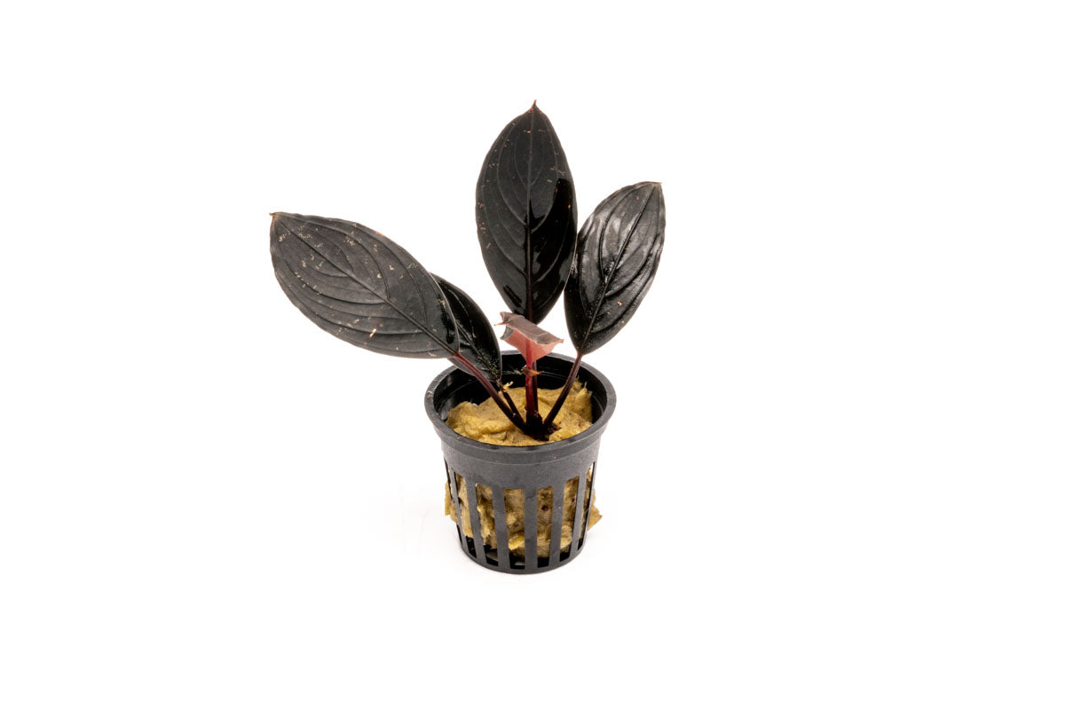 Bucephalandra Dark Skeleton King Buce Kishii Live Aquatic Plant