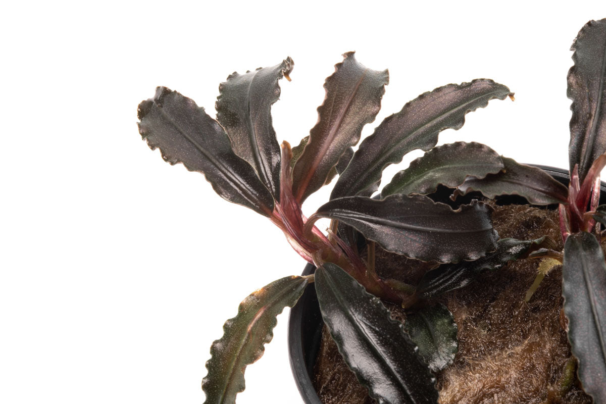 Bucephalandra Godzilla Live Aquatic Plant for Planted Aquarium Tank