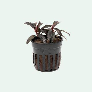 Bucephalandra Godzilla Live Aquatic Plant for Planted Aquarium Tank