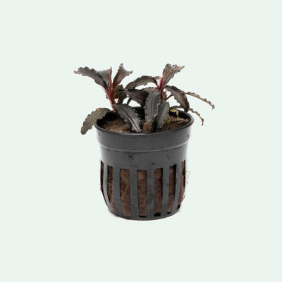 Bucephalandra Godzilla Live Aquatic Plant for Planted Aquarium Tank