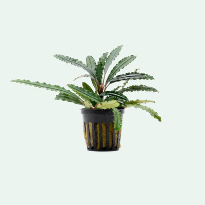 Bucephalandra Green Godzilla Rare Bucephalandra Aquarium Plant