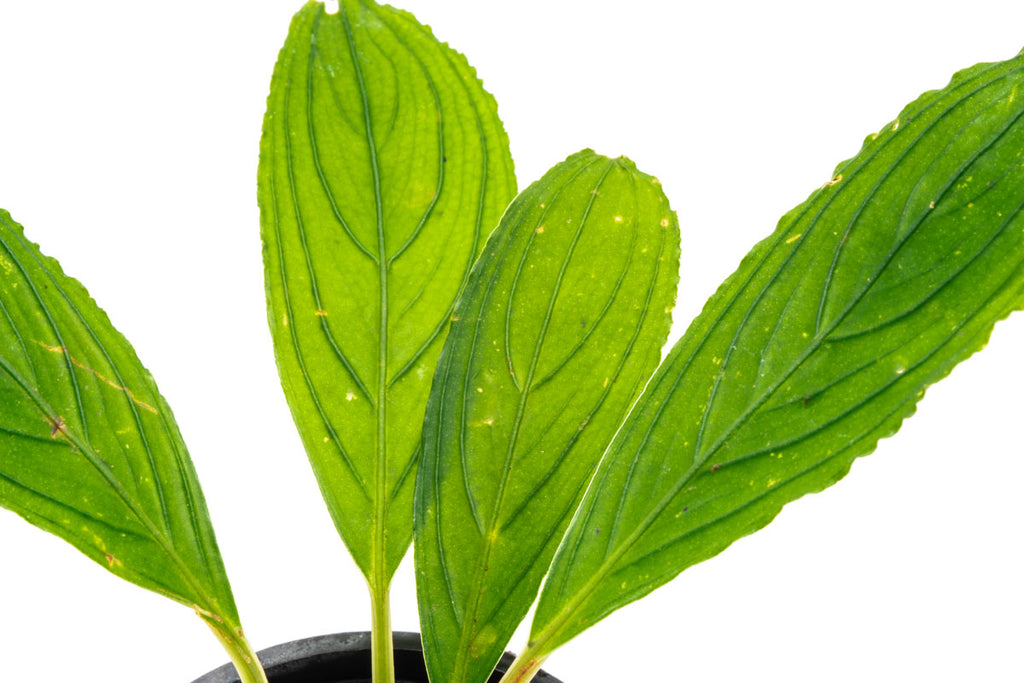 Shop Bucephalandra Skeleton King Aquatic Plants - Glass Aqua