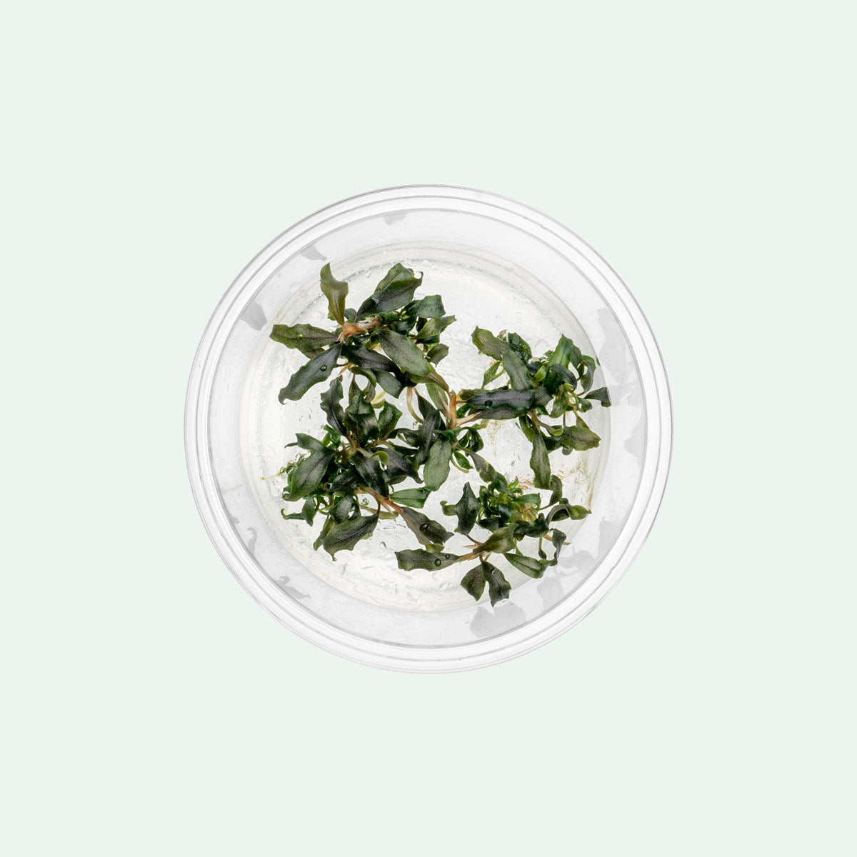 Bucephalandra Buce Kedagang Japan Tissue Culture Aquatic Plant
