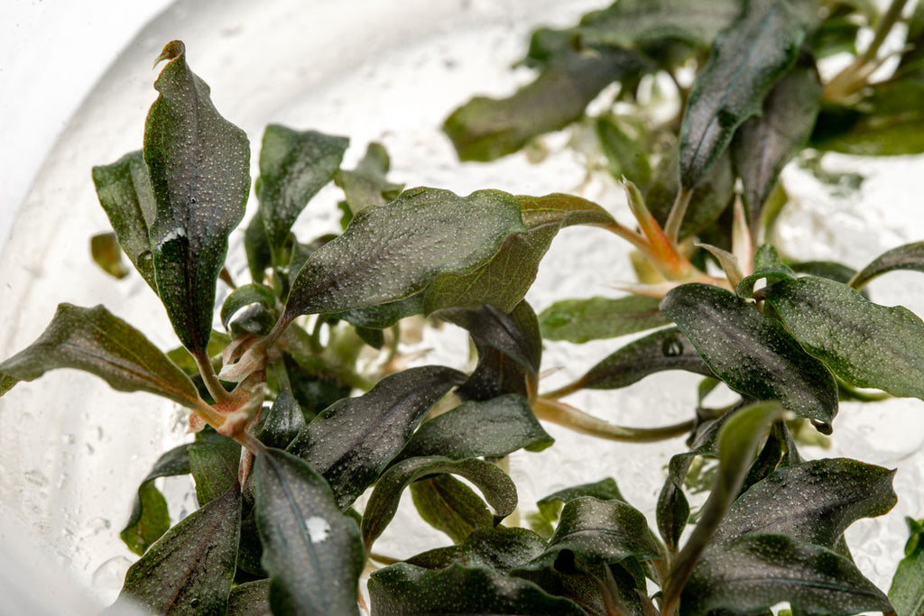 Bucephalandra Buce Kedagang Japan Tissue Culture Aquatic Plant