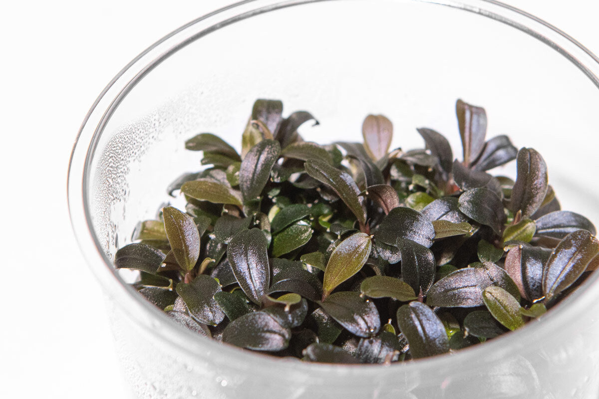 Shop Bucephalandra Kedagang Round Mini Aquatic Plants - Glass Aqua