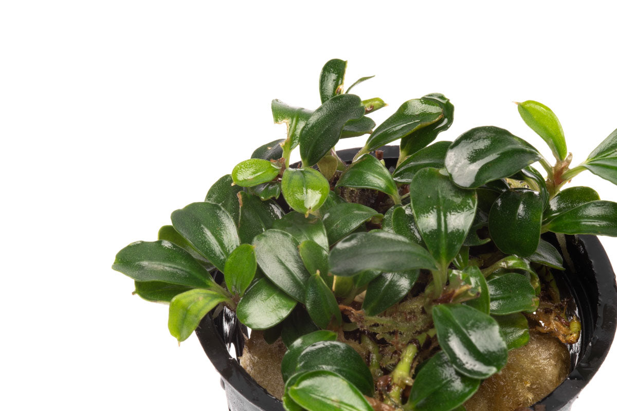 Bucephalandra Mini Coin Aquarium Plant