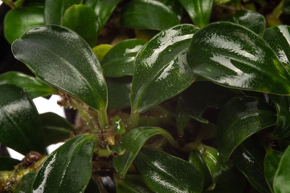 Bucephalandra Mini Coin Aquarium Plant
