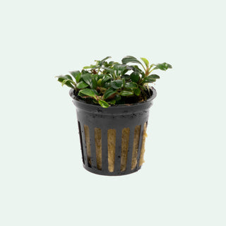 Bucephalandra Mini Coin Aquarium Plant
