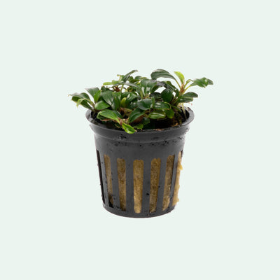 Bucephalandra Mini Coin Aquarium Plant