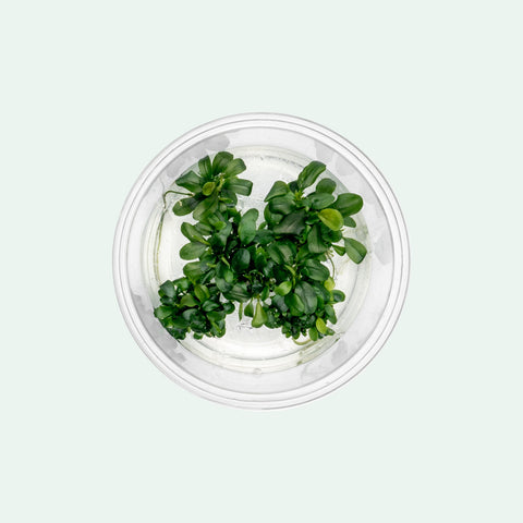 Bucephalandra Sintang Green | Rare Buce Tissue Culture - Glass Aqua