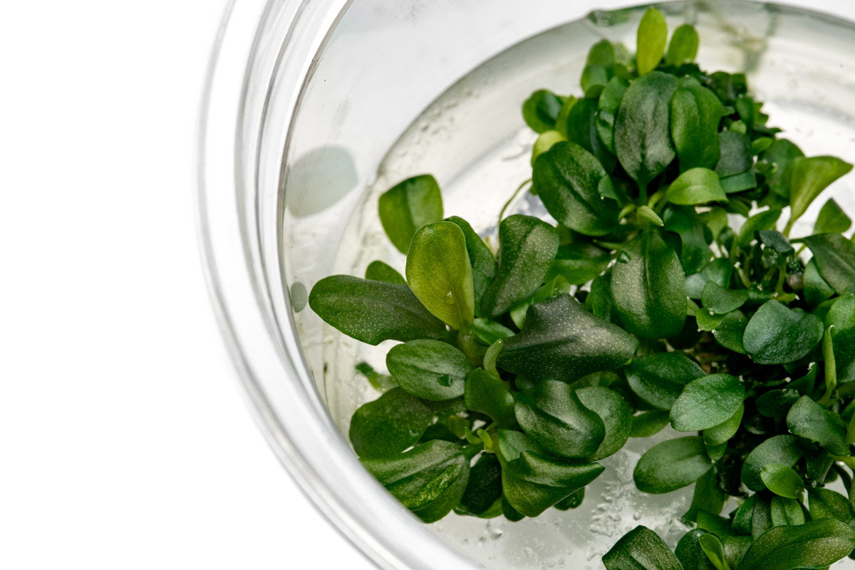 Bucephalandra Sintang Green | Rare Buce Tissue Culture - Glass Aqua